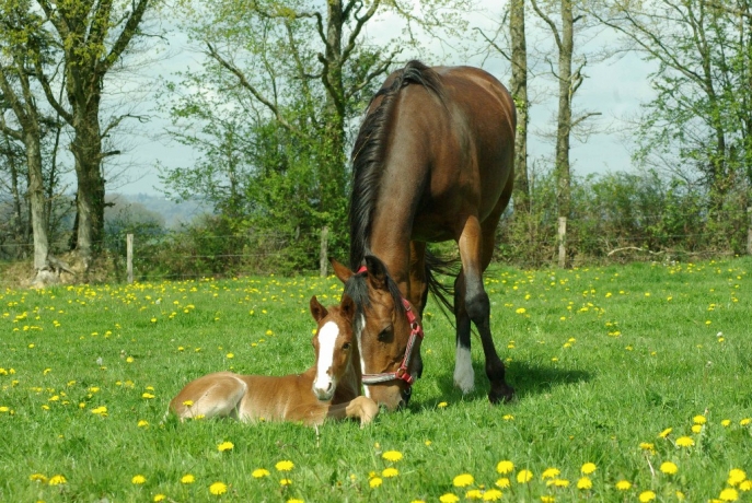 A-vendre-3-poulinieres-car-retraite-1