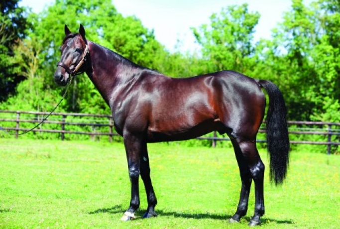 Vends-part-de-BIRD-PARKER-(Ready-Cash--Belisha-par-Fakir-du-Vivier)