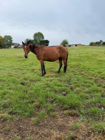 Vends-pouliniere-ARENA-VA-BENE-(Love-You-Nomade-par-Sancho-Panca)-0