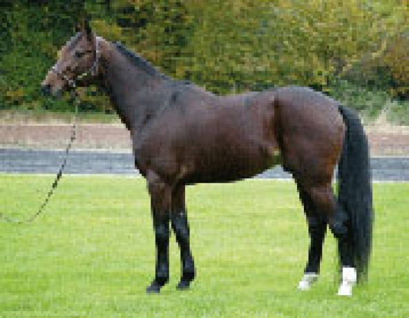 Vends-part-de-MAGNIFICENT-RODNEY-(Coktail-Jet--Bodomie-par-Podosis)-avec-saillie-2026-0