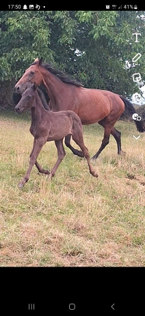 Jeune-pouliniere-souche-classique-0