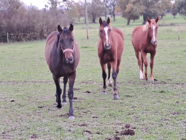 A-louer-ou-a-vendre-2-femelles-et-1-male-0