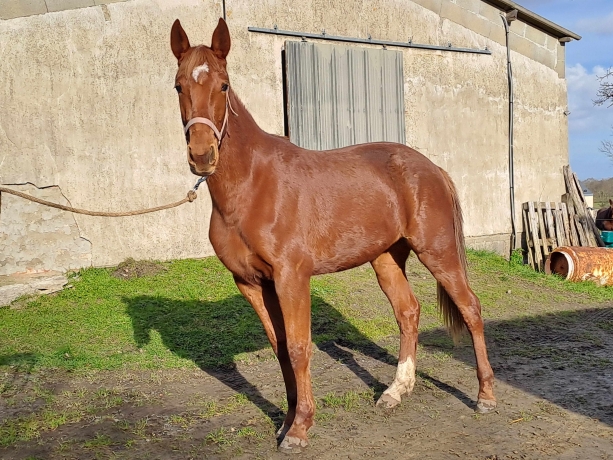 A-vendre-Naya-du-Chevrel-0