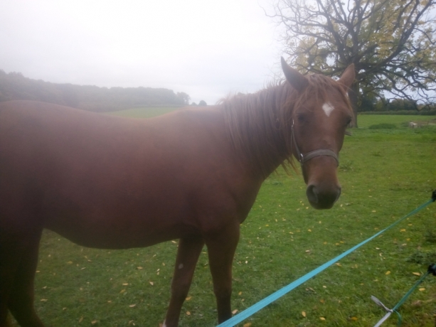 Vends-ou-loue-Pouliche-N