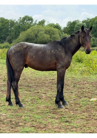 Cede-Narcos-de-monta