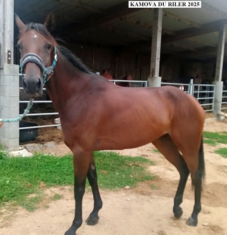 Vends-KAMOVA-DU-RILER-1-14-Vincennes-4500€-sans-TVA-34230€-de-gains-