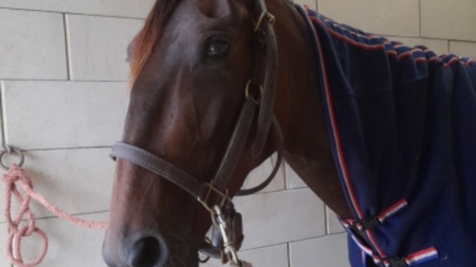 Femelle-J-pour-etranger