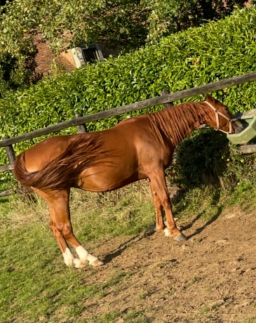 Kimie-kiss-pleine-de-igrec-de-celland