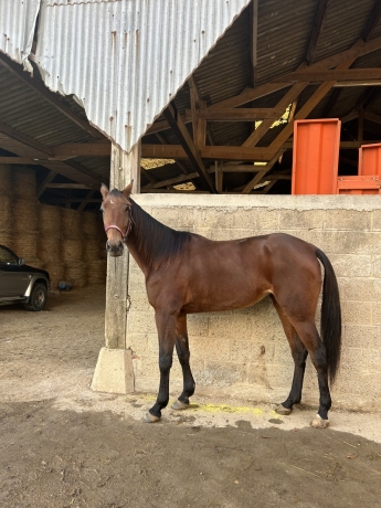 a-vendre-M-admise-a-l’elevage