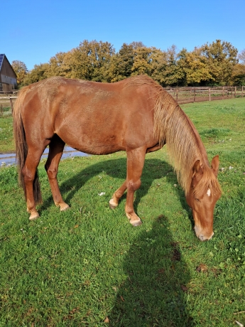 Pouliniere-pleine-de-Quaro