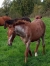 Plusieurs-foals-0