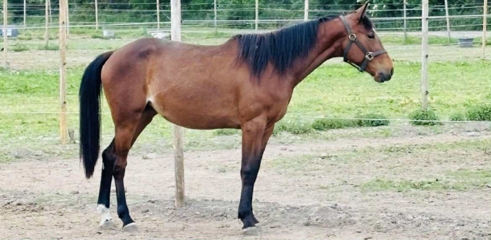 Noblesse-divine-trotteur-francais