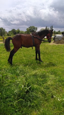 Cherche-location-pour-noble-du-rhonneau