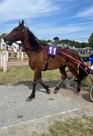 Cede-jument-H-jamais-saillie