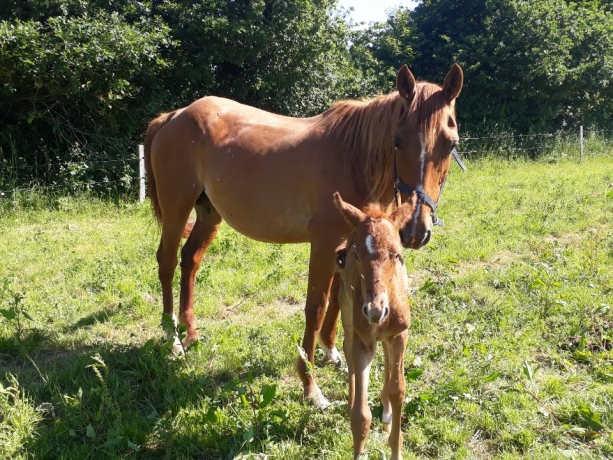 RECHERCHE-CHEVAUX-EN-LOCATION