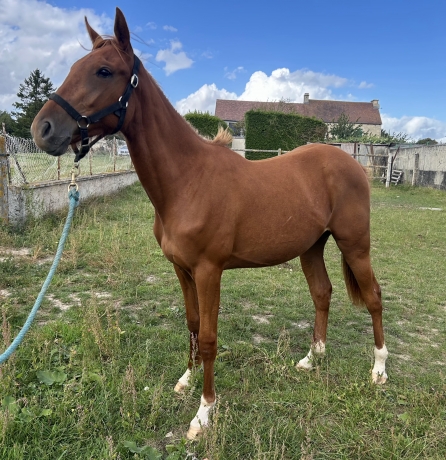 Pouliche-O-non-debourree