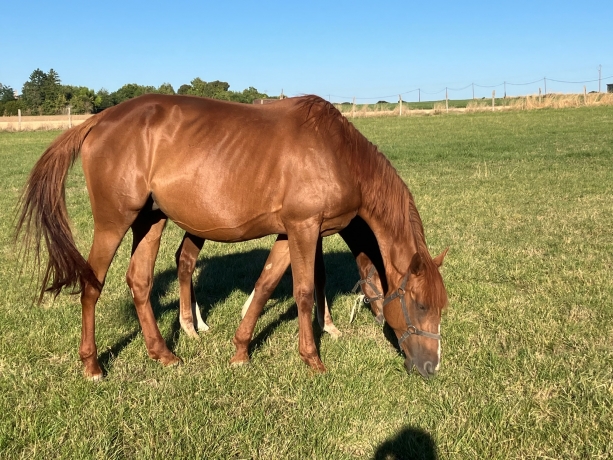 Pouliniere-TF-pleine-de-Clif-du-Pommereux