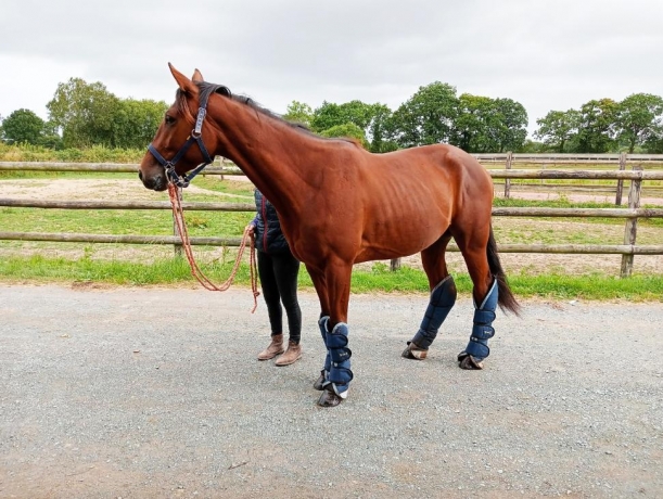 A-VENDRE-TROTTEUR-KARISME-DE-JUAN