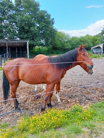 A-VENDRE-TROTTEUR-KARISME-DE-JUAN-0