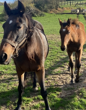 Pouliche-P-par-Dreammoko-3