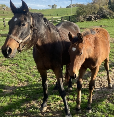 Pouliche-P-par-Dreammoko-2