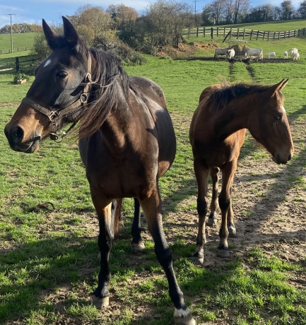 Pouliche-P-par-Dreammoko-1