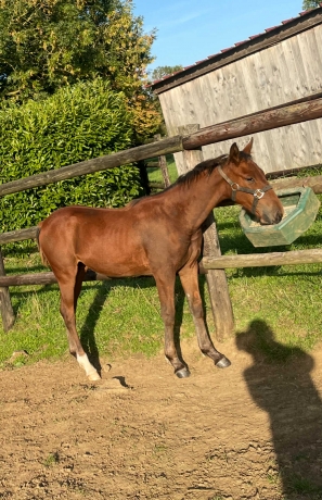 Panamera-jam-X-gospel-pat