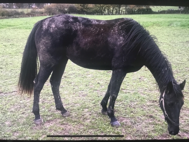 Vends-NEVERMIND-D’AUT-(-par-BOLD-EAGLE)