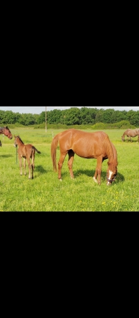 Guernica-d-iraty-par-Timoko