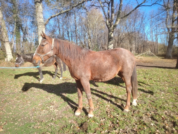 Vends-Greta-des-Landiers