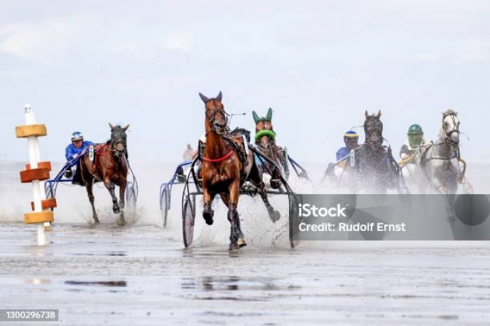 je-cherche-a-acheter-uniquement-un-etalon-moins-de-20-ans-pas-a-la-mode