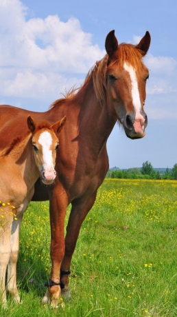 je-cherche-une-trotteuse-pour-pouliniere-de-2-a-12-ans