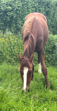 Vends-UNION-MYSTIQUE--pouliniere-2eme-categorie-–-Souche-maternelle-directe-de-Bye-Bye-Darling-(d’ou-le-crack-etalon-UN-MEC-D’HERIPRE)-1