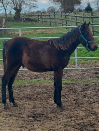 Poulain-par-saxo-de-vandel-souche-interessante