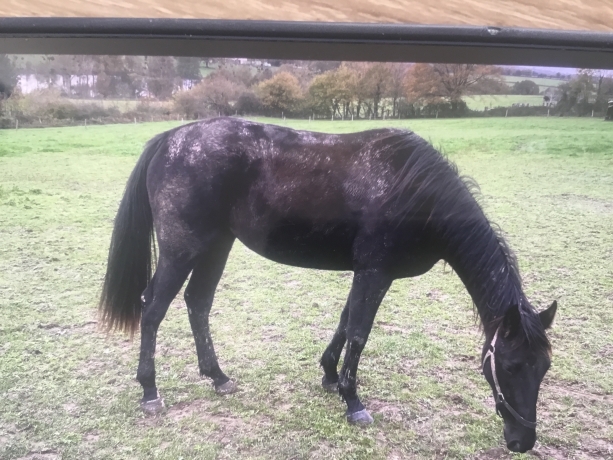 Vends-NEVERMIND-D’AUT-(par-BOLD-EAGLE)