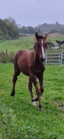 Vends-saillies-HORSY-DREAM-ET-ICI-C’EST-PARIS