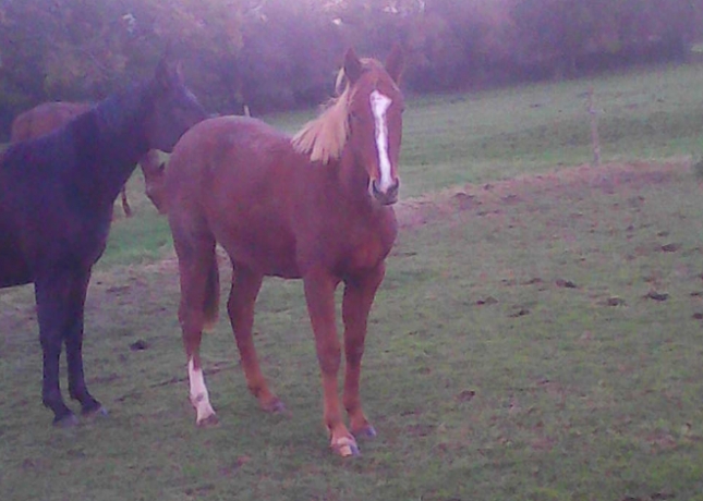 A-Vendre-ou-a-louer-OBIONE-du-CHEVREL