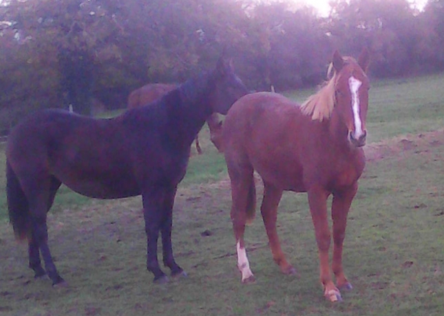 A-Vendre-ou-a-louer-OLYMPIA-DU-CHEVREL