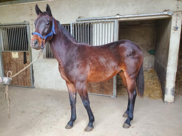 Yerlings-TF-Nes-2024-Demande-d-offres-d-achats-2