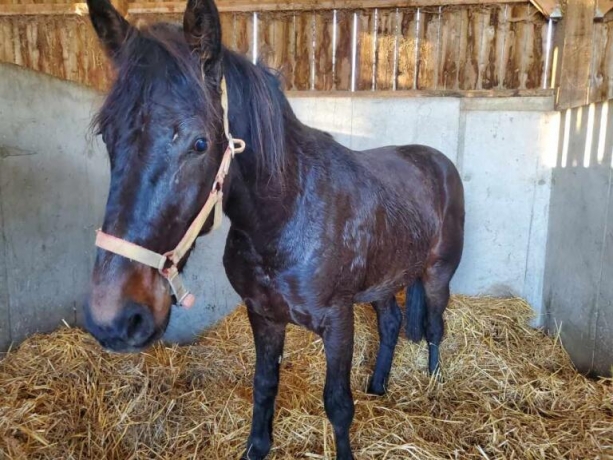 Yerlings-TF-Nes-2024-Demande-d-offres-d-achats-1