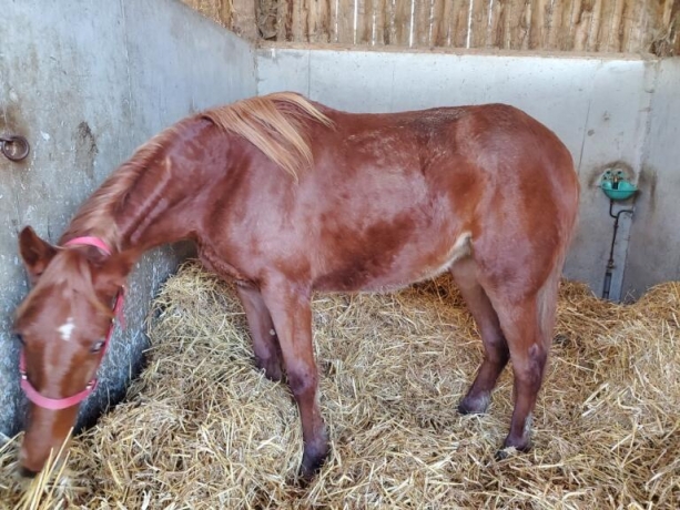 Yerlings-TF-Nes-2024-Demande-d-offres-d-achats