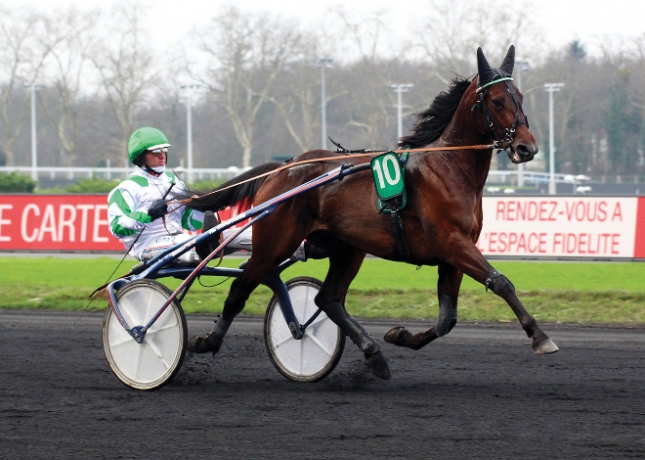 vend-Saillie-Fifty-Kalouma-(-READY-CASH-et-de-SADAYA-DE-CERISY-)-offre-•-Saillies-0