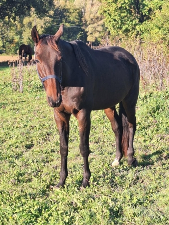 A-ceder-trotteur-Hongre