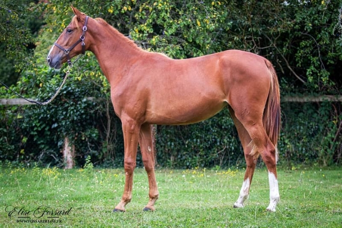 Pension-elevage-dans-le-pays-d-Auge-4