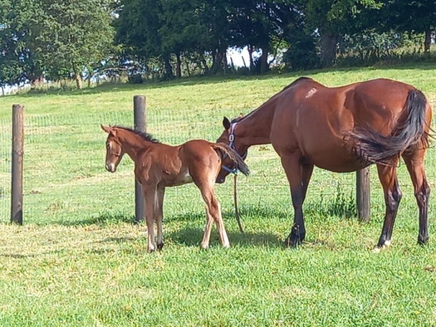 Pension-elevage-dans-le-pays-d-Auge-3