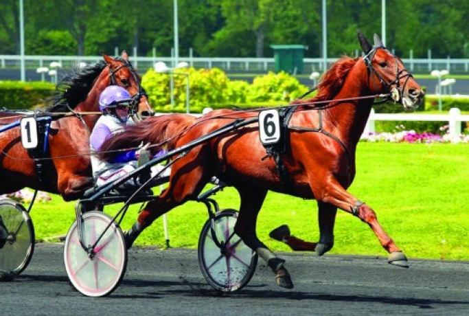 Vends-saillie-BOCCADOR-DE-SIMM-(Rieussec--Poupee-Charmeuse-par-Hetre-Vert))