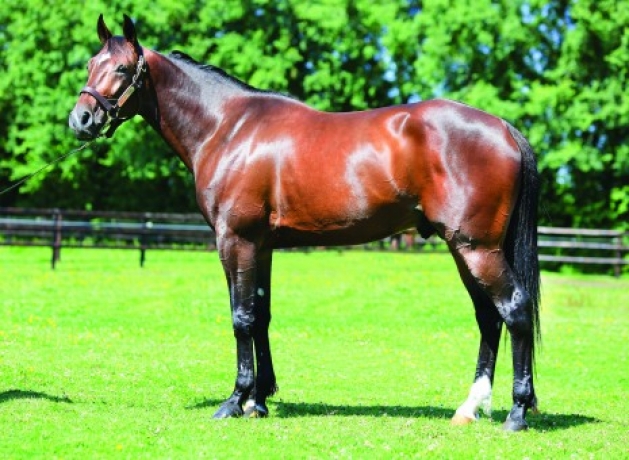 Vends-saillie-BRILLANTISSIME-(Ready-Cash--Ivre-de-Victoire-par-Buvetier-d-Aunou)