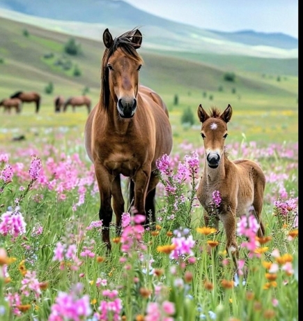 je-cherche-une-pouliche-ou-une-jument-trotteur-de-reformes-apte-elevage