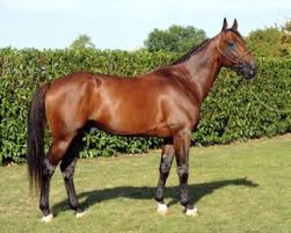 Vend-saillie-un-amour-d-haufor