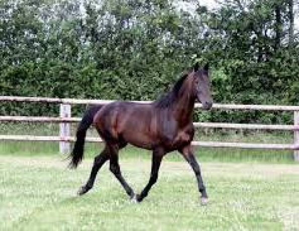 Vend-saillie-REAL-DE-LOU